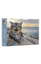 Agenda calendrier droles de chats