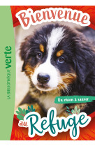 Bienvenue au refuge t02 chien a sauver