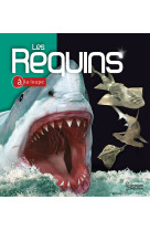 Les requins a la loupe