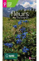 Gros plan sur les fleurs de montagne