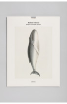 Edition illustree bnf - baleine a bosse