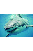 Puzzle photo 48 pieces requin