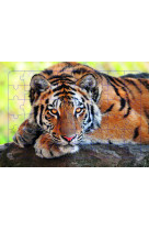 Puzzle photo 48 pieces le tigre