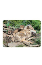 Puzzle photo 48 pieces le loup