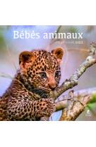 Bebes animaux - calendrier 2023