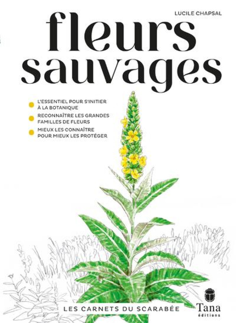 PLANTES SAUVAGES - CHAPSAL LUCILE - TANA