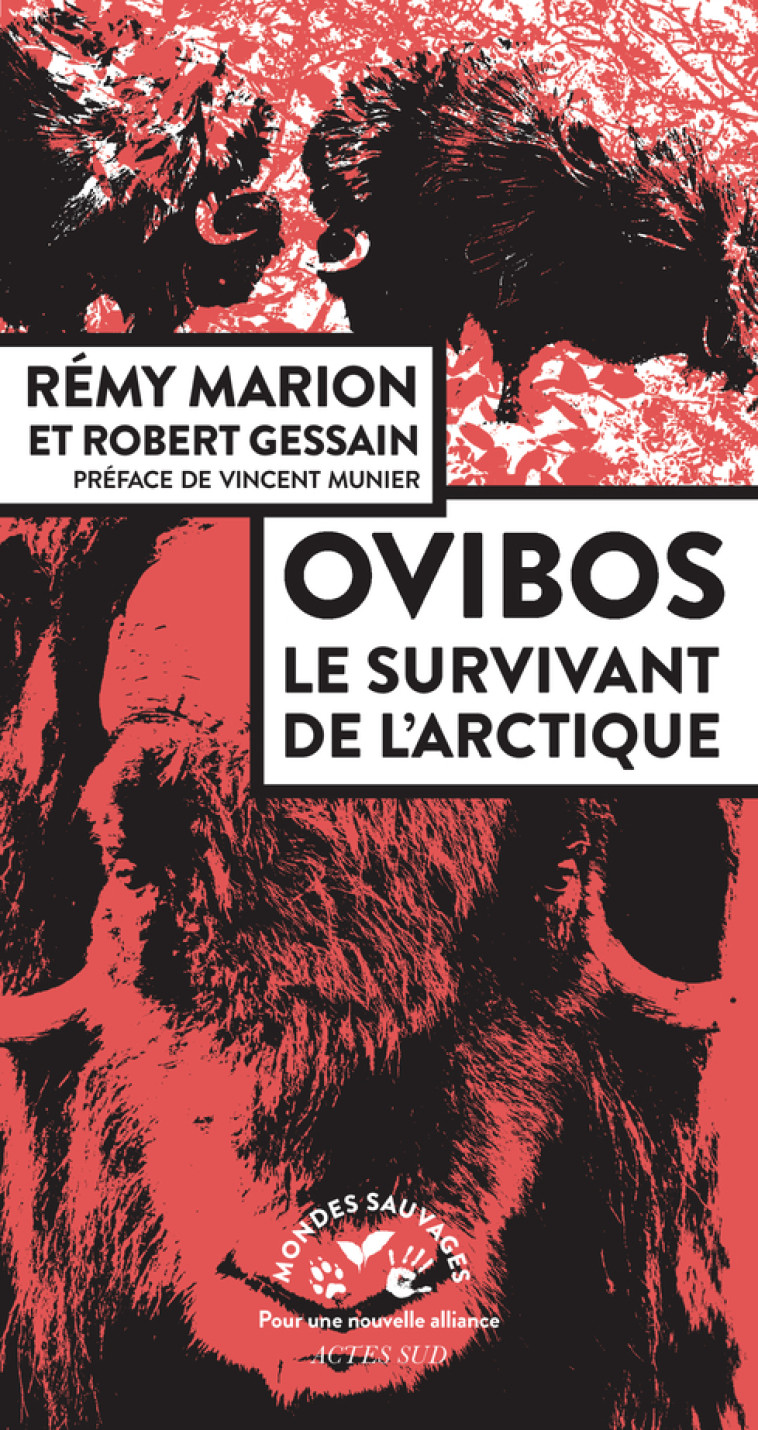 OVIBOS - LE SURVIVANT DE L'ARCTIQUE - MARION/GESSAIN - ACTES SUD