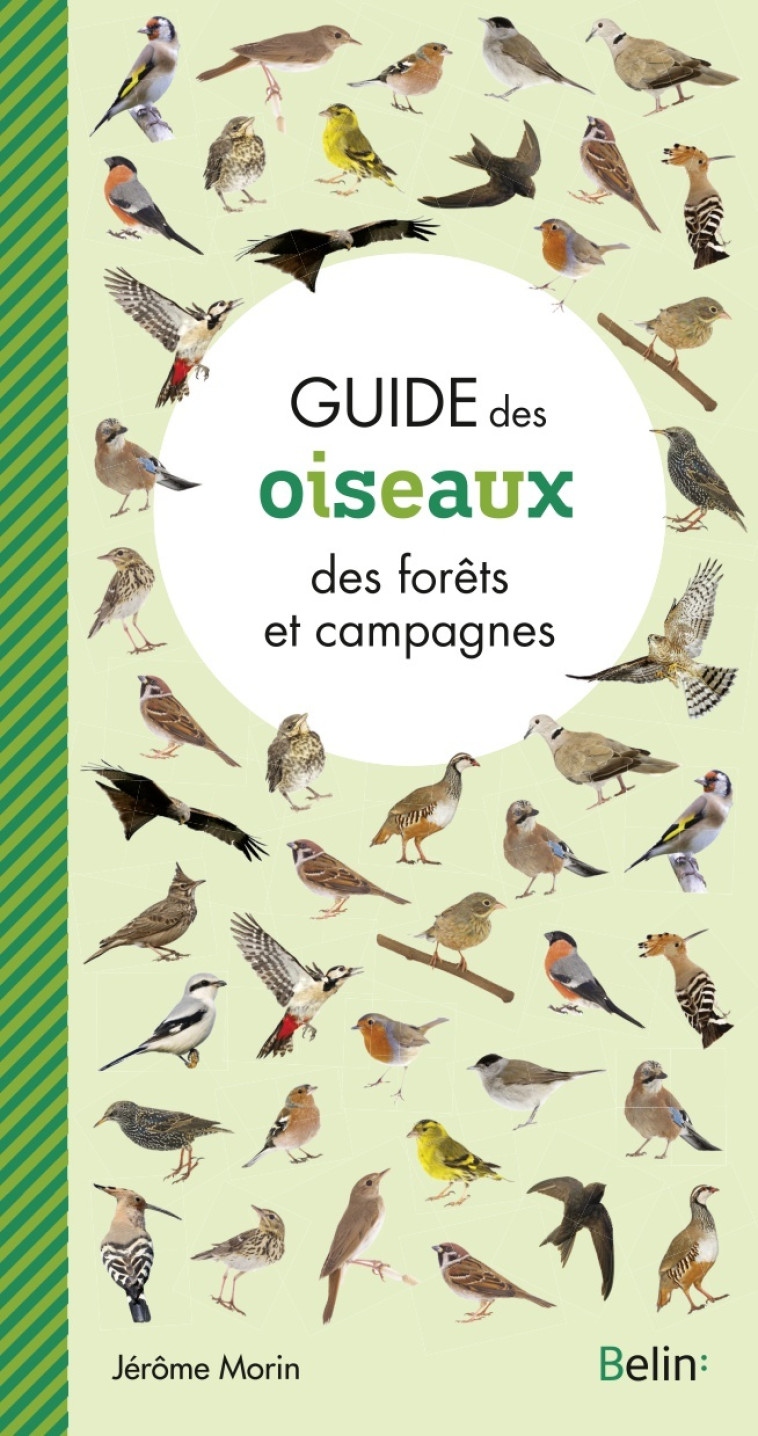 GUIDE DES OISEAUX DES FORETS ET CAMPAGNES - MORIN JEROME - BELIN