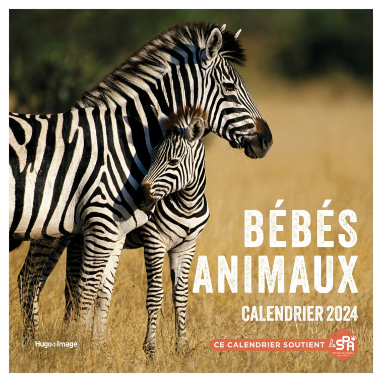 CALENDRIER MURAL BEBES ANIMAUX 2024 - COLLECTIF - HUGO IMAGE