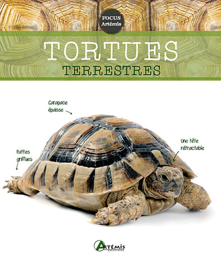 TORTUES TERRESTRES - XXX - ARTEMIS