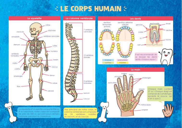 LE CORPS HUMAIN - COLLECTIF - RUE DES ECOLES