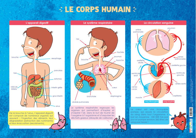 LE CORPS HUMAIN - COLLECTIF - RUE DES ECOLES