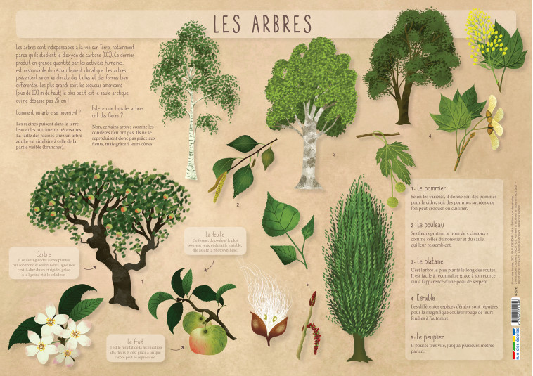 LES ARBRES - COLLECTIF - RUE DES ECOLES