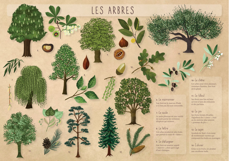 LES ARBRES - COLLECTIF - RUE DES ECOLES