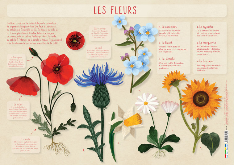 LES FLEURS - COLLECTIF - RUE DES ECOLES