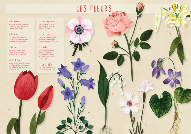 LES FLEURS - COLLECTIF - RUE DES ECOLES